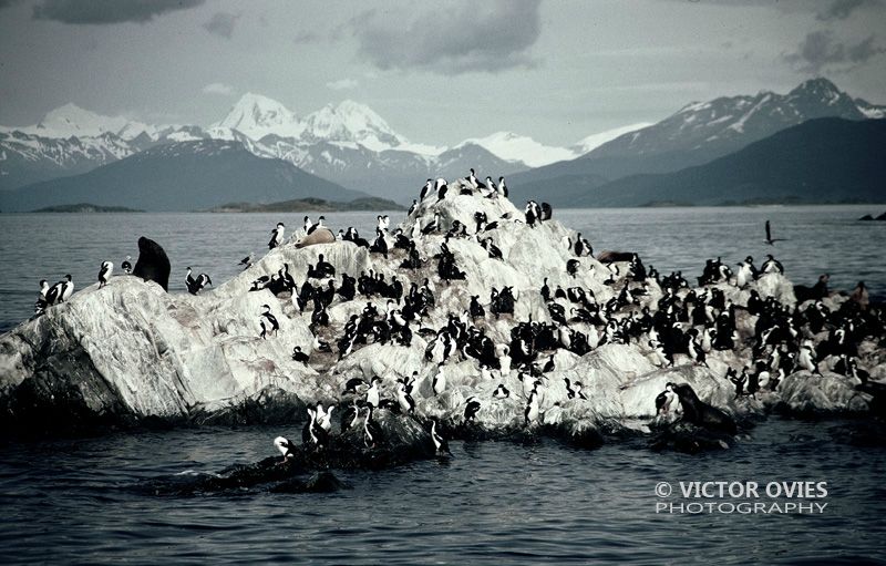 Canal Beagle - Tierra de Fuego